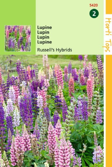 Lupine Russell Hybrids (Lupinus) 90 zaden HT